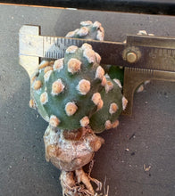 Load image into Gallery viewer, Tephrocactus molinensis
