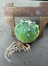 Load image into Gallery viewer, Astrophytum asterias Variegated
