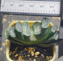 Load image into Gallery viewer, haworthia truncata
