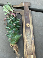 Load image into Gallery viewer, Monadenium guentheri
