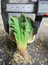 Load image into Gallery viewer, Astrophytum myriostigma cv. Onzuka f. tricostatum Fukuryiu
