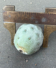 Load image into Gallery viewer, Tephrocactus geometricus

