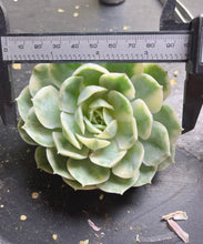 Load image into Gallery viewer, Echeveria cv. Onslow Variegata
