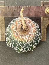 Load image into Gallery viewer, Astrophytum asterias super kabuto
