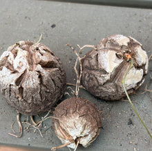 Load image into Gallery viewer, Dioscorea elephantipes（a set)
