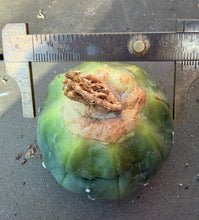 Load image into Gallery viewer, Astrophytum asterias

