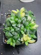 Load image into Gallery viewer, Haworthia heidelbergensis variegated
