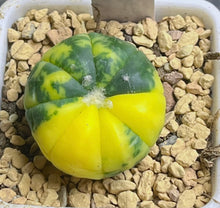 Load image into Gallery viewer, Astrophytum asterias Variegated
