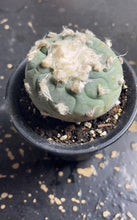 Load image into Gallery viewer, Lophophora peyote
