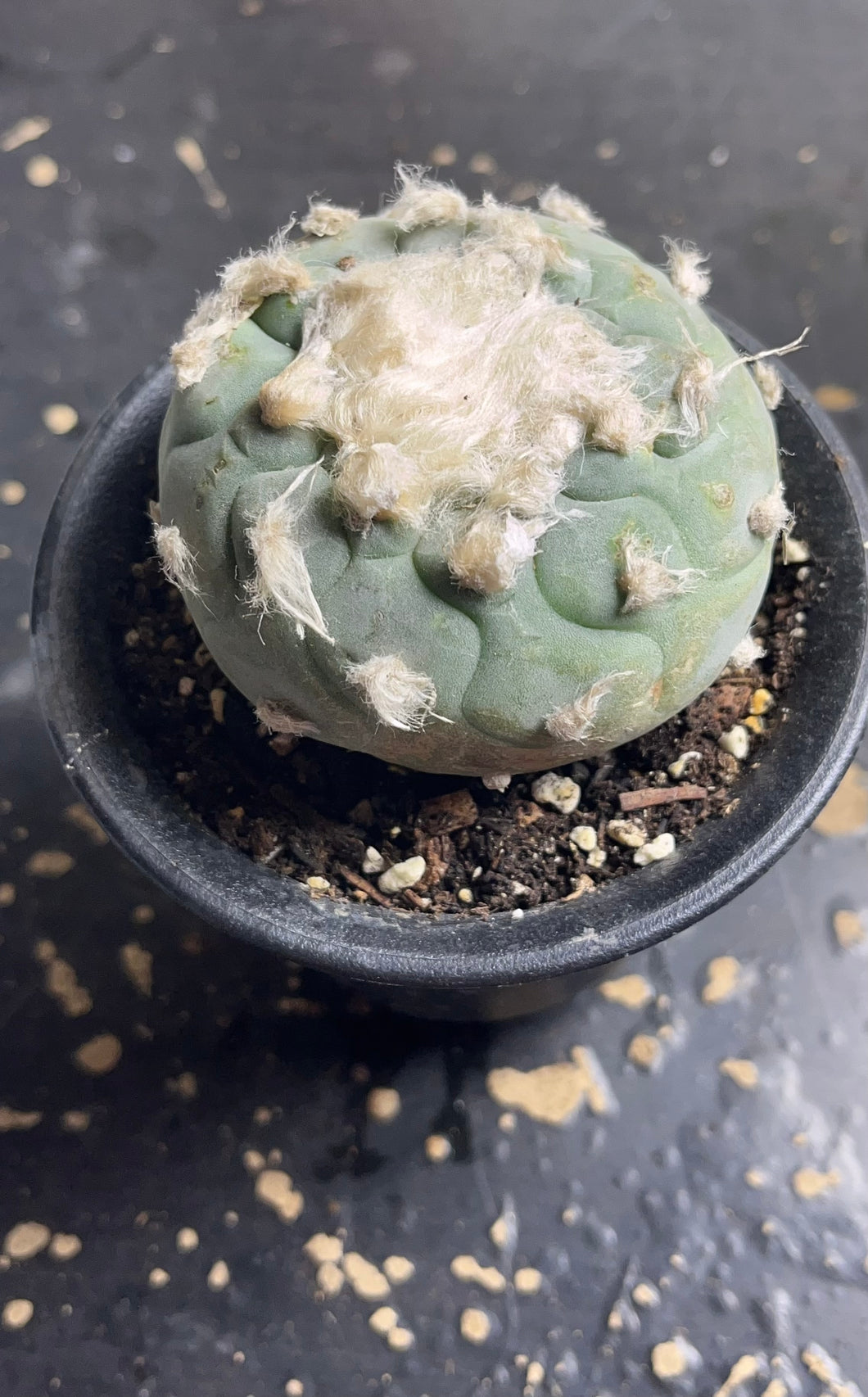 Lophophora peyote