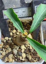 Load image into Gallery viewer, Euphorbia primulifolia
