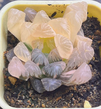 Load image into Gallery viewer, Haworthia variegated
