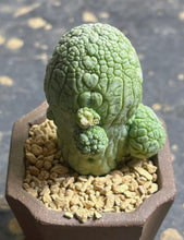 Load image into Gallery viewer, Pseudolithos migiurtinus
