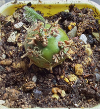 Load image into Gallery viewer, Sarcocaulon peniculinum

