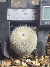 Load image into Gallery viewer, Epithelantha micromeris ssp. unguispina
