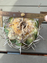 Load image into Gallery viewer, Gymnocalycium ambatoense
