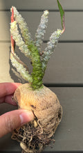Load image into Gallery viewer, Euphorbia suzannae-marnierae
苏珊娜

