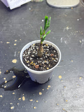 Load image into Gallery viewer, Senna meridionalis
