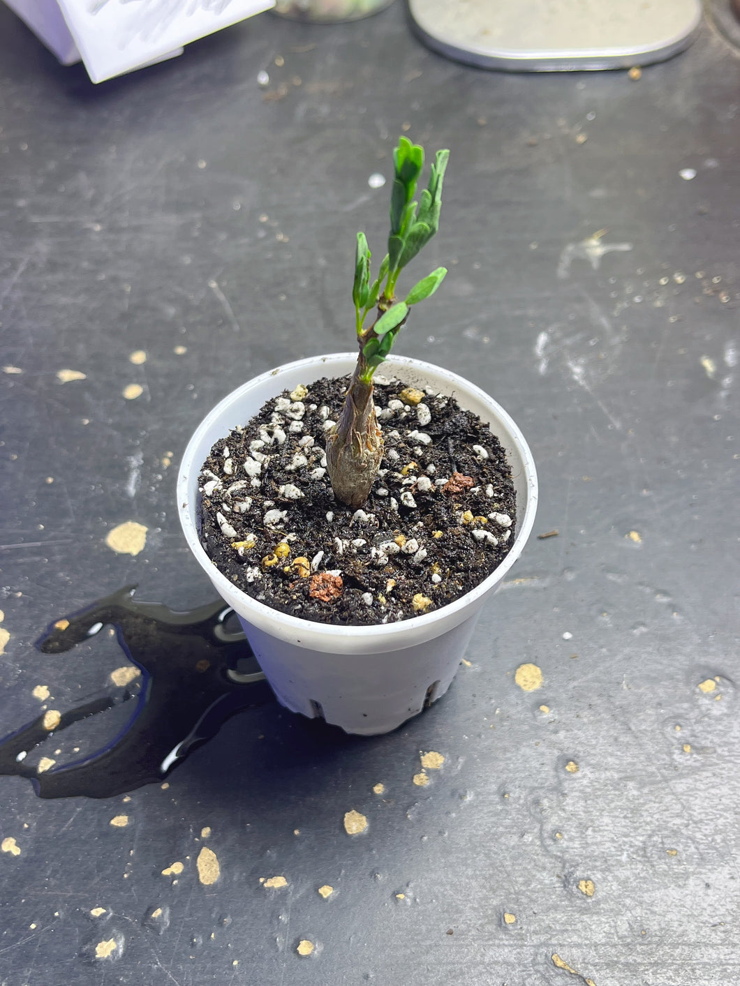 Senna meridionalis