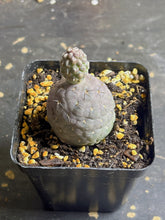 Load image into Gallery viewer, Tephrocactus geometricus
