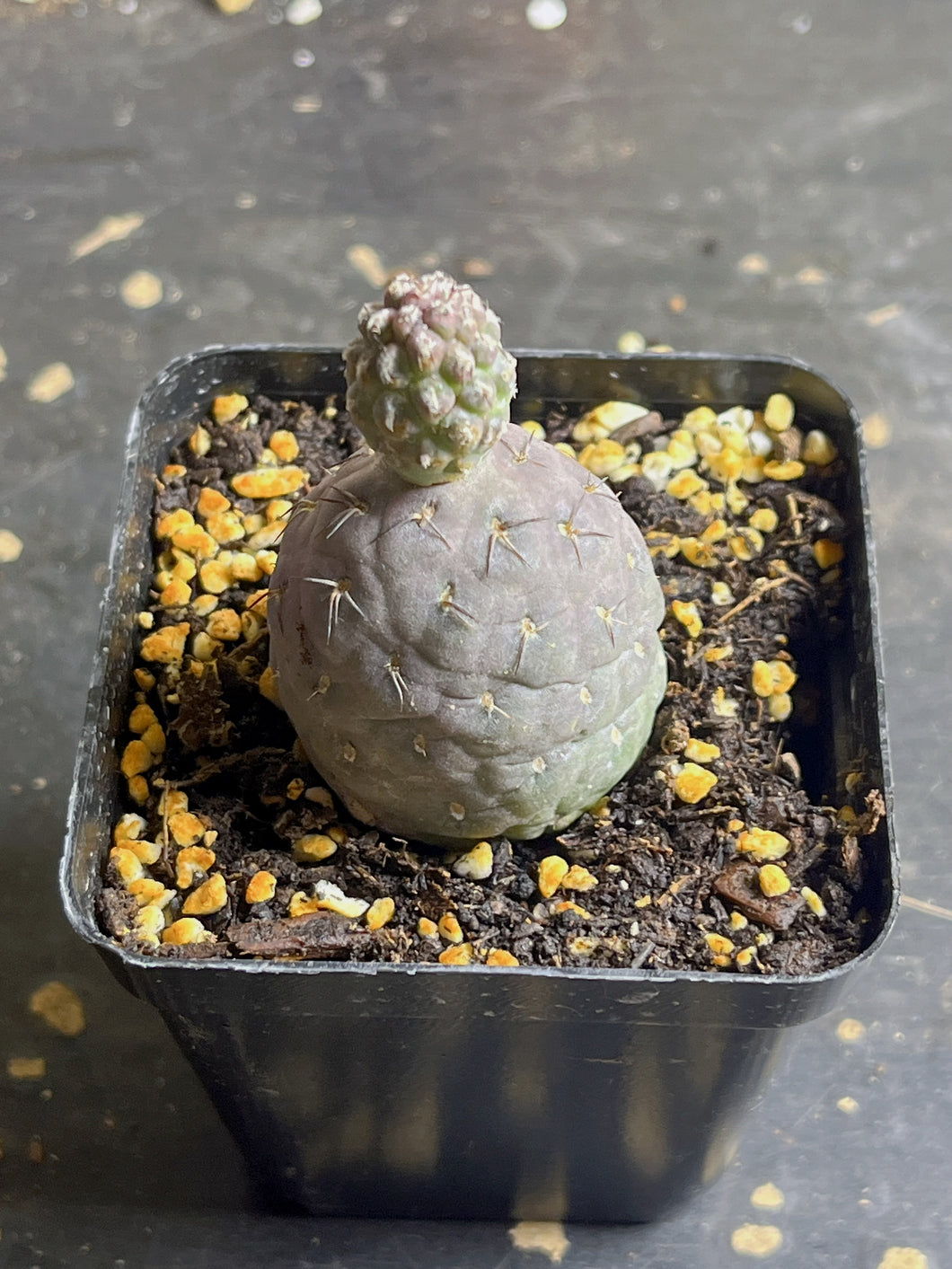 Tephrocactus geometricus