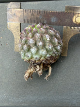 Load image into Gallery viewer, Eriosyce krausii
