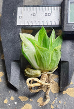 Load image into Gallery viewer, Haworthia variegated
