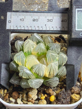 Load image into Gallery viewer, HAWORTHIA BLACK OB VARIEGATED NEON VARIEGATED
