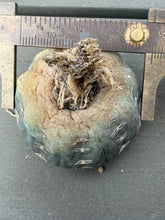 Load image into Gallery viewer, Gymnocalycium ragonesei

