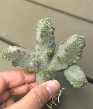 Load image into Gallery viewer, Pseudolithos mccoyi
