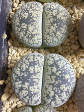 Load image into Gallery viewer, Lithops lesliei var. venteri 'Shiro-Bentengyoku'
