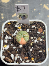 Load image into Gallery viewer, Astrophytum asterias Variegated
