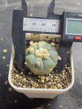 Load image into Gallery viewer, Lophophora peyote
