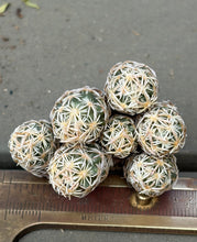 Load image into Gallery viewer, Escobaria cactus E.minima
