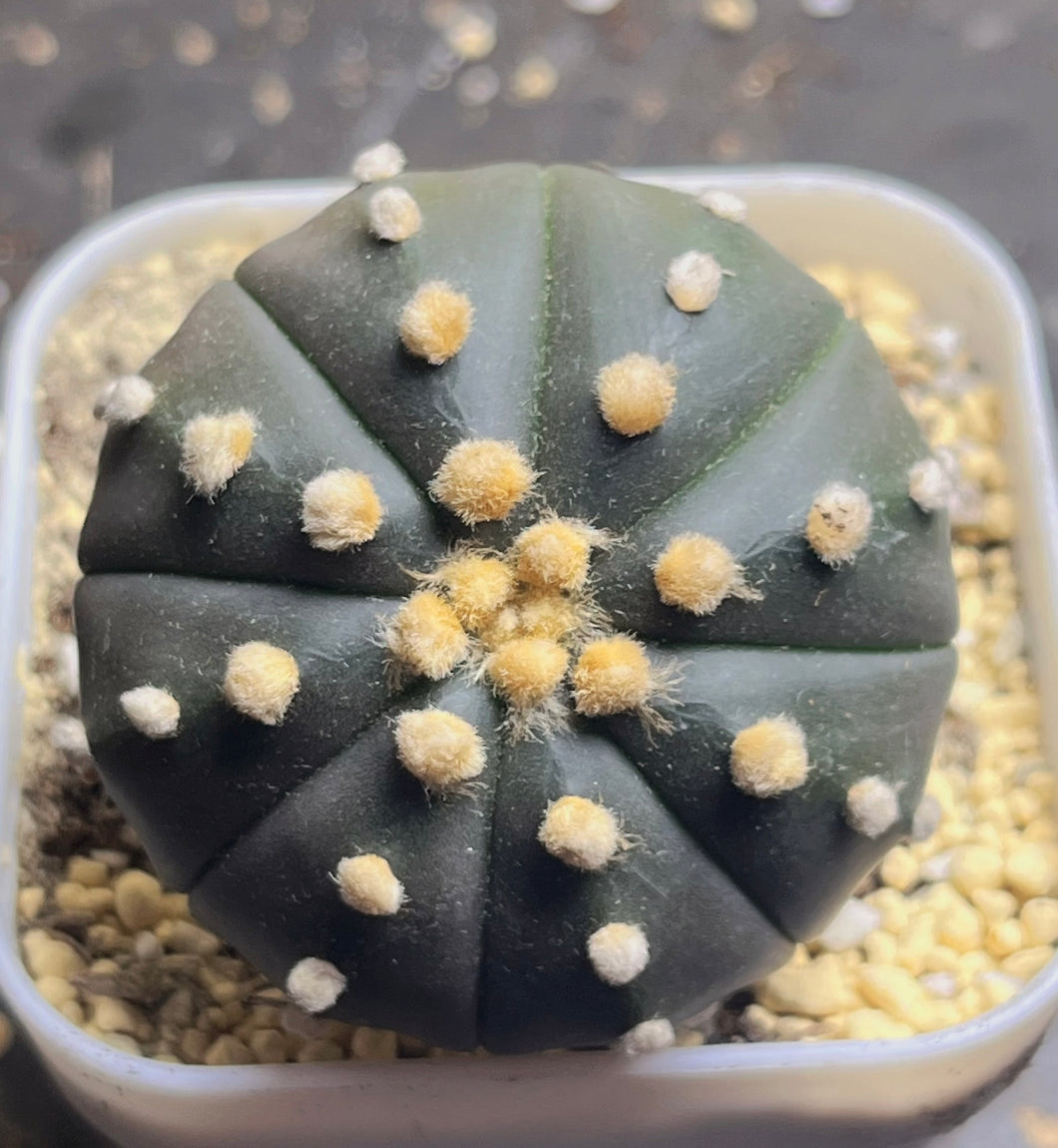 Astrophytum Asterias 'Purple'