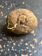 Load image into Gallery viewer, Stephania erecta
