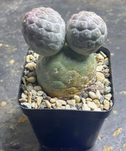 Load image into Gallery viewer, Tephrocactus geometricus
