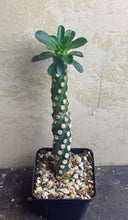 Load image into Gallery viewer, Euphorbia Royleana
