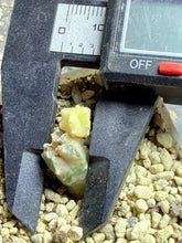 Load image into Gallery viewer, Astrophytum myriostigma variegated
