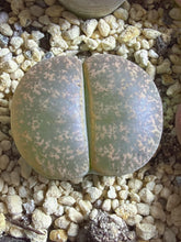 Load image into Gallery viewer, Lithops lesliei
