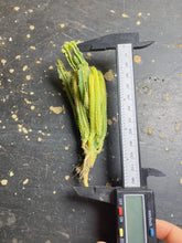 Load image into Gallery viewer, Cereus &#39;Fairy Castle&#39; f. variegata
