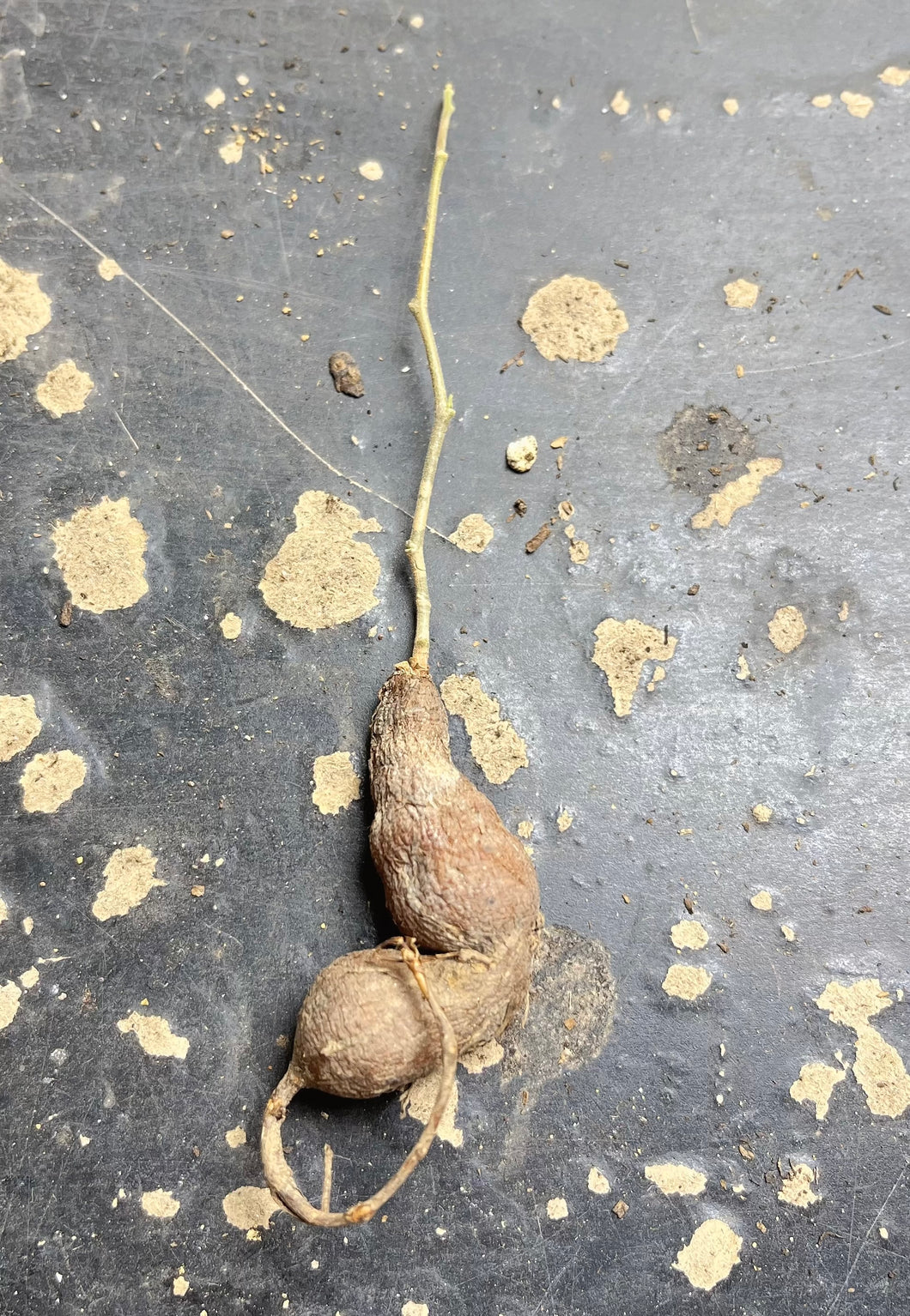 Operculicarya pachypus