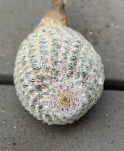 Load image into Gallery viewer, Ferocactus emoryi（white)

