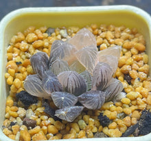Load image into Gallery viewer, Haworthia variegated
