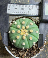 Load image into Gallery viewer, Astrophytum asterias
