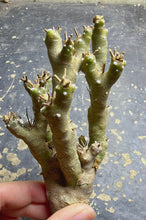 Load image into Gallery viewer, Othonna euphorbioide
