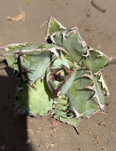 Load image into Gallery viewer, Agave titanota 'Black Whale'
