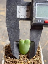 Load image into Gallery viewer, Conophytum bilobum
