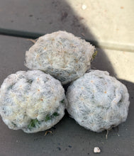 Load image into Gallery viewer, Mammillaria plumosa

