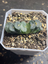 Load image into Gallery viewer, haworthia truncata variegated.
